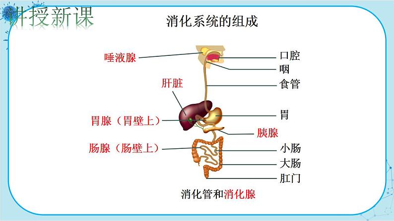 北师大版生物七下8.2《食物的消化和营养物质的吸收》课件PPT04