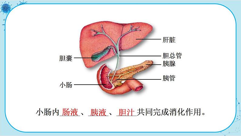 北师大版生物七下8.2《食物的消化和营养物质的吸收》课件PPT06