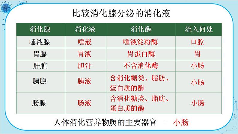 北师大版生物七下8.2《食物的消化和营养物质的吸收》课件PPT07