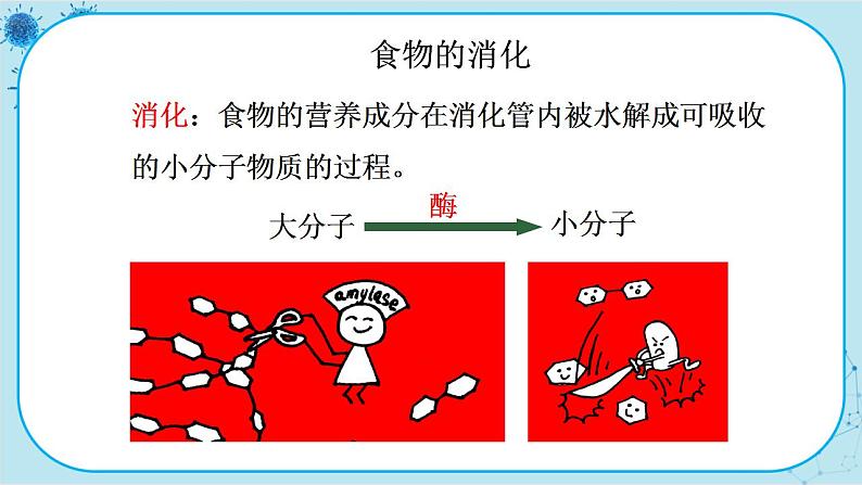 北师大版生物七下8.2《食物的消化和营养物质的吸收》课件PPT08