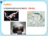 北师大版生物八下21.2《 生物的进化》课件PPT