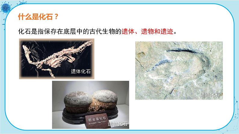 北师大版生物八下21.2《 生物的进化》课件PPT05