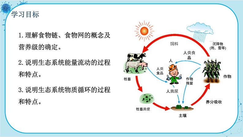 北师大版生物八下23.3《生态系统的结构和功能》课件PPT03