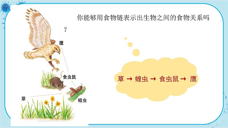 北师大版生物八下23.3《生态系统的结构和功能》课件PPT07