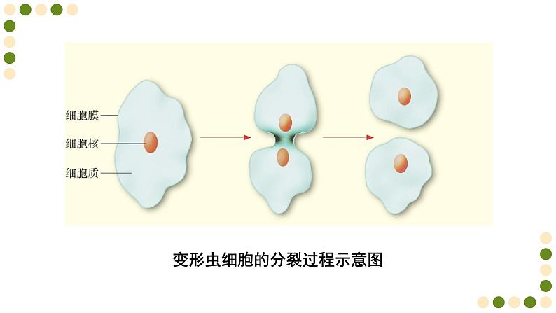 苏科版生物七下8.2《细胞的分裂和分化》课件PPT04