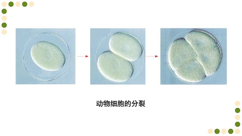 苏科版生物七下8.2《细胞的分裂和分化》课件PPT05