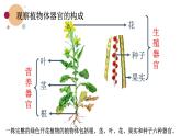 苏科版生物七下9.1《植物体的组成》课件PPT