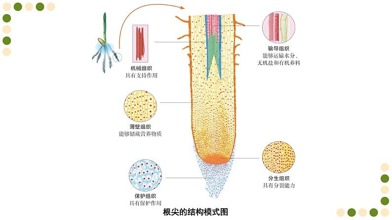 苏科版生物七下9.1《植物体的组成》课件PPT06