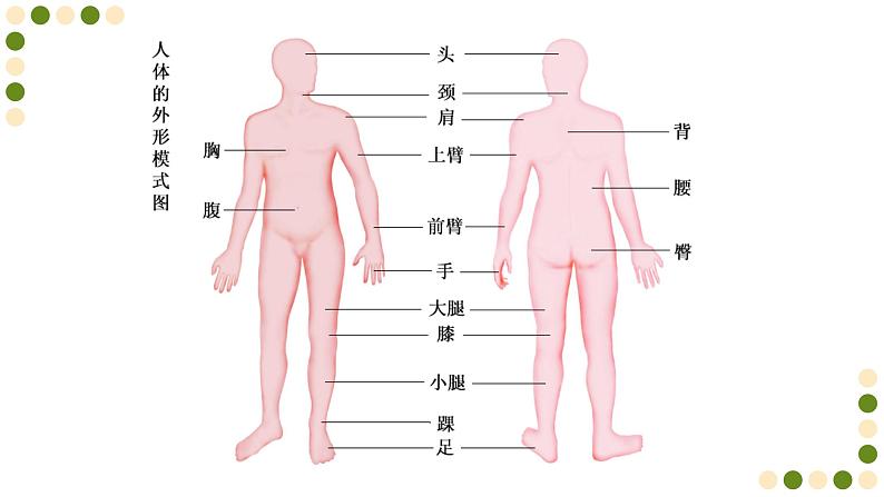 苏科版生物七下9.2《人体的组成》课件PPT第3页