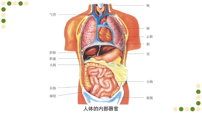 苏科版生物七下9.2《人体的组成》课件PPT第6页