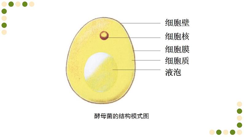 苏科版生物七下9.3《单细胞的生物体》课件PPT04