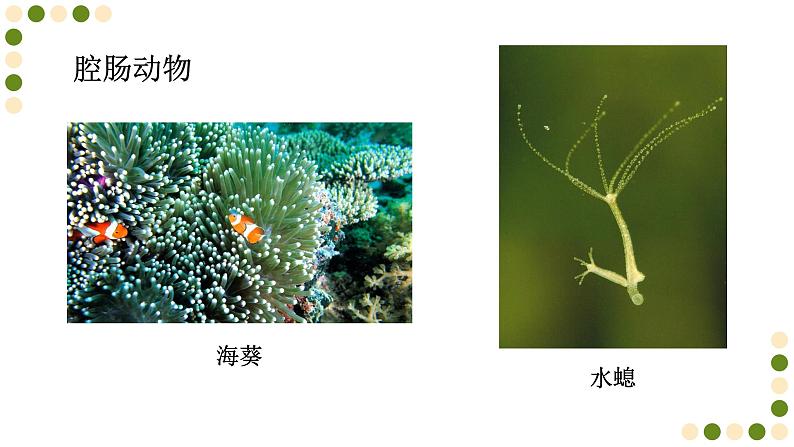 苏科版生物七下10.1《水中的动物》课件PPT02