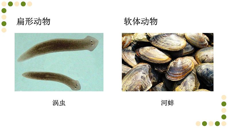 苏科版生物七下10.1《水中的动物》课件PPT03