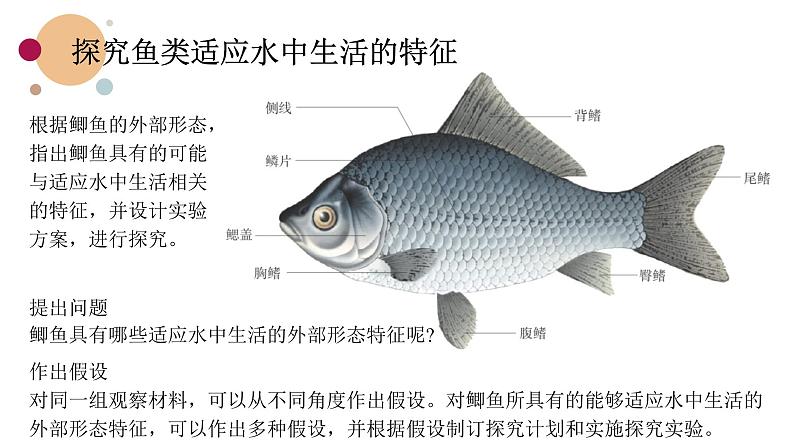 苏科版生物七下10.1《水中的动物》课件PPT07