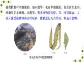 苏科版生物七下10.2《水中的藻类植物》课件PPT