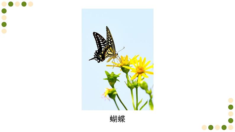 苏科版生物七下12.2《昆虫》课件PPT第4页