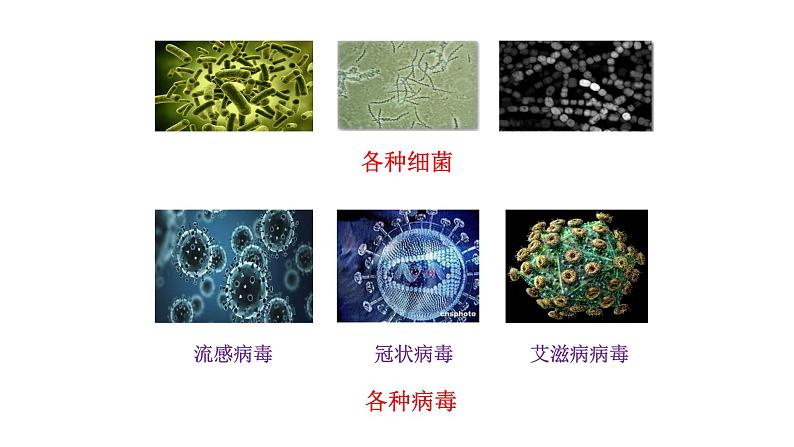 苏科版生物八下24.1《人体的免疫防线》课件PPT+音视频素材03