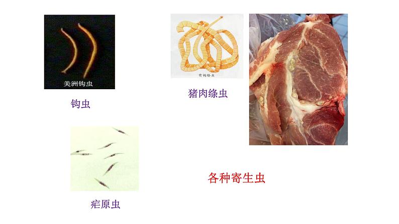 苏科版生物八下24.1《人体的免疫防线》课件PPT+音视频素材04