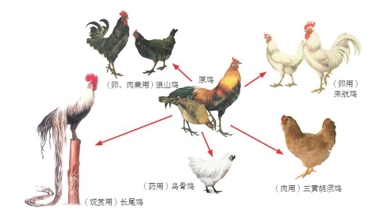 苏科版生物八下23.3《生物进化的原因》课件PPT05