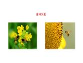 苏教版生物八下21.2.1《植物的有性生殖》课件PPT