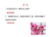 苏教版生物八下21.2.1《植物的有性生殖》课件PPT