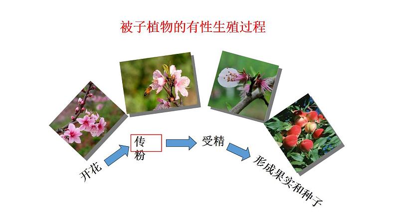 苏教版生物八下21.2.1《植物的有性生殖》课件PPT06