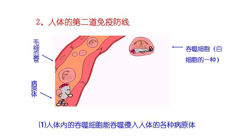 苏教版生物八下25.3《免疫》课件PPT08