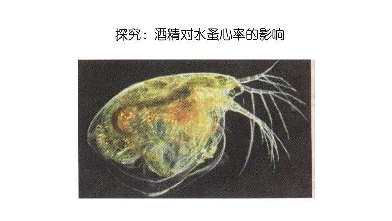 苏教版生物八下26.1《远离烟酒》课件PPT第5页