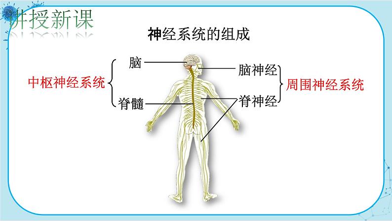 北师大版生物七下12.1.1《神经系统的组成及反射》课件PPT04