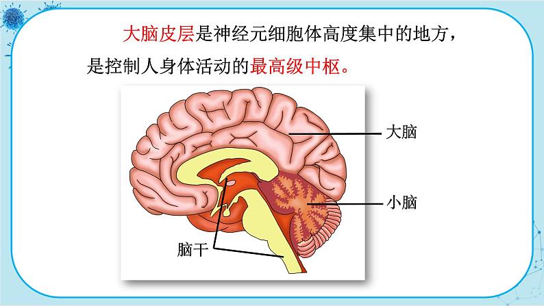 北师大版生物七下12.1.1《神经系统的组成及反射》课件PPT05