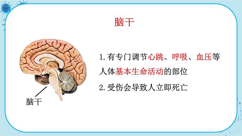 北师大版生物七下12.1.1《神经系统的组成及反射》课件PPT07