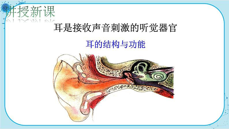 北师大版生物七下12.2.2《听觉、其他感受器》课件PPT第4页