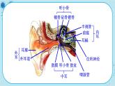 北师大版生物七下12.2.2《听觉、其他感受器》课件PPT