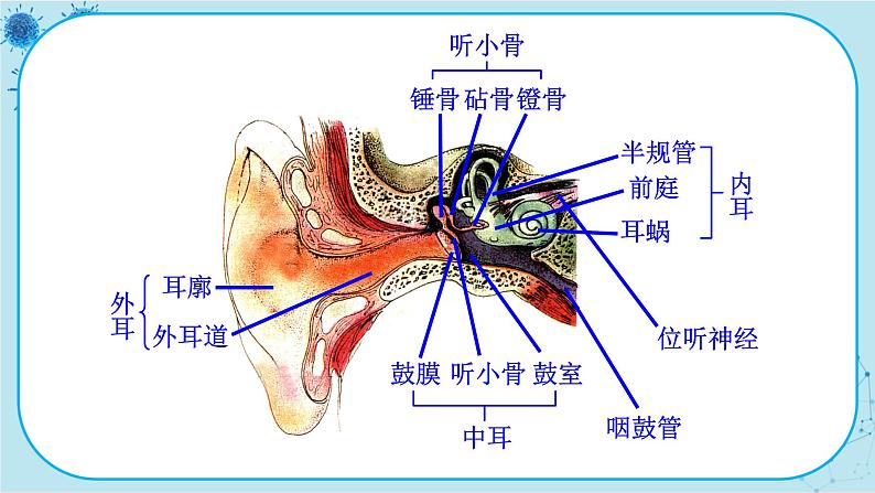 北师大版生物七下12.2.2《听觉、其他感受器》课件PPT第5页