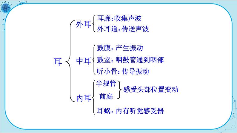 北师大版生物七下12.2.2《听觉、其他感受器》课件PPT第6页