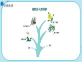 北师大版生物八下22.3.1《 苔藓植物和蕨类植物》课件PPT