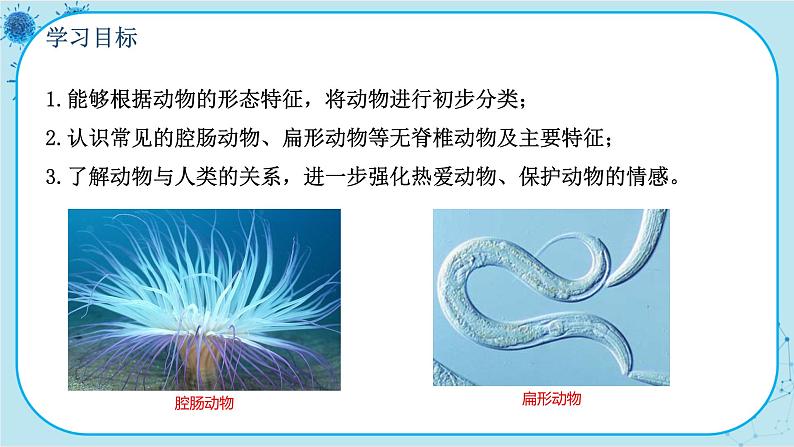 北师大版生物八下22.4.1《无脊椎动物》课件PPT第3页