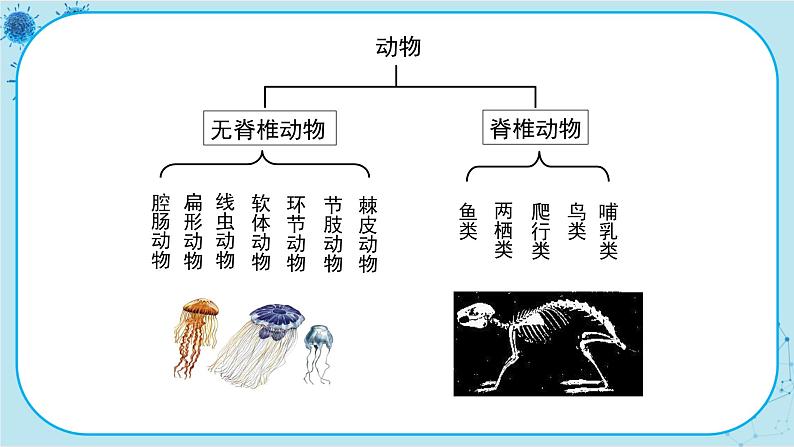 北师大版生物八下22.4.1《无脊椎动物》课件PPT第7页