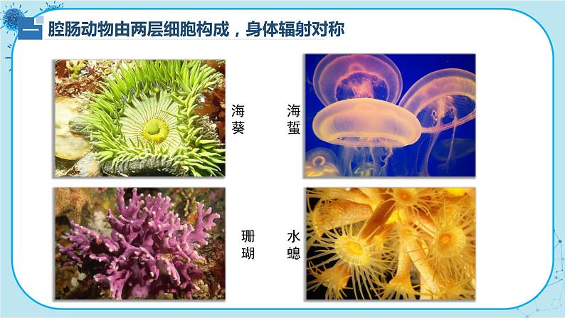 北师大版生物八下22.4.1《无脊椎动物》课件PPT第8页