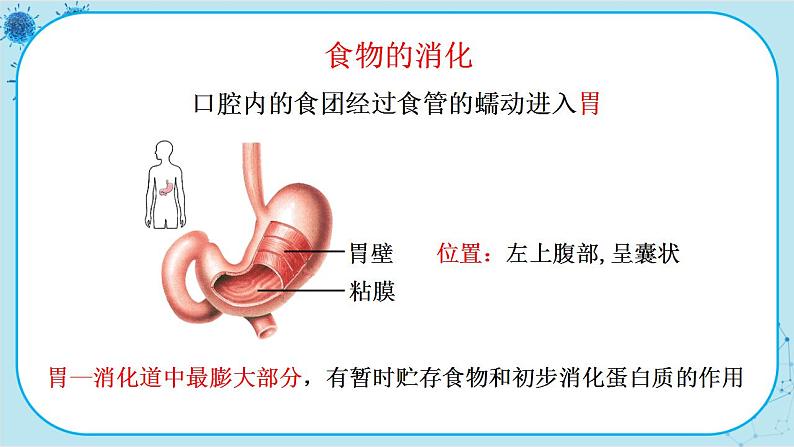 苏教版生物七下9.2.2《人体的消化与吸收》课件PPT+音视频素材04