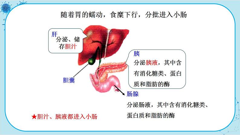 苏教版生物七下9.2.2《人体的消化与吸收》课件PPT+音视频素材05