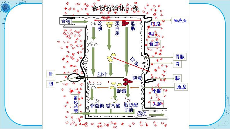 苏教版生物七下9.2.2《人体的消化与吸收》课件PPT+音视频素材06