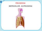 苏教版生物七下10.3.1《人体和外界环境的气体交换》课件PPT+音视频素材