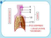 苏教版生物七下10.3.1《人体和外界环境的气体交换》课件PPT+音视频素材