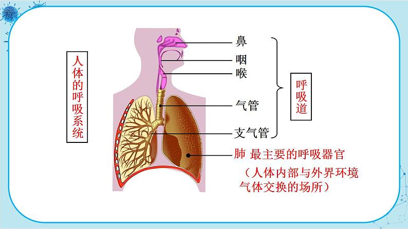 苏教版生物七下10.3.1《人体和外界环境的气体交换》课件PPT+音视频素材05