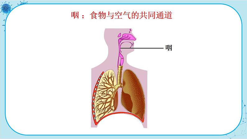 苏教版生物七下10.3.1《人体和外界环境的气体交换》课件PPT+音视频素材08