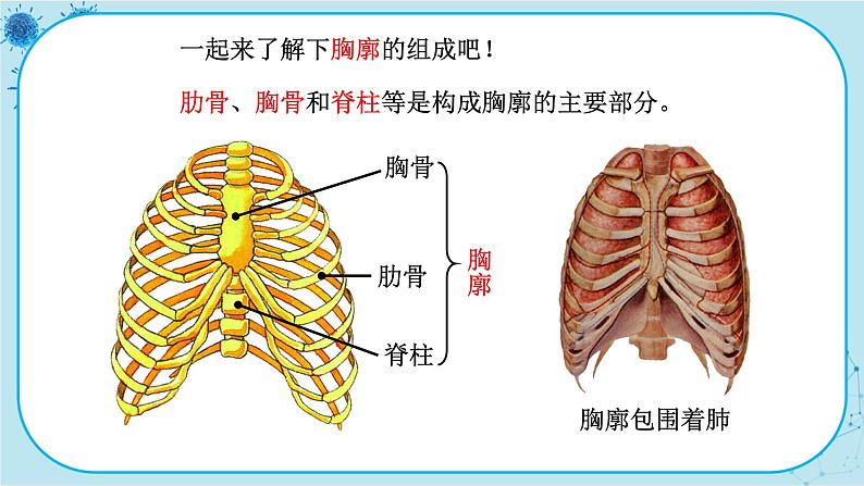 苏教版生物七下10.3.2《人体和外界环境的气体交换》课件PPT+音视频素材05