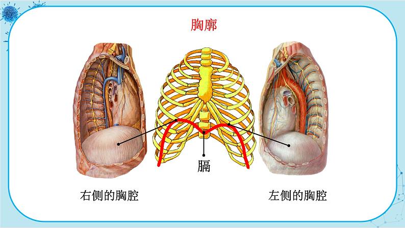 苏教版生物七下10.3.2《人体和外界环境的气体交换》课件PPT+音视频素材06