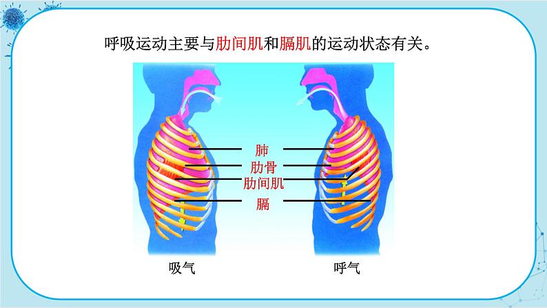 苏教版生物七下10.3.2《人体和外界环境的气体交换》课件PPT+音视频素材07