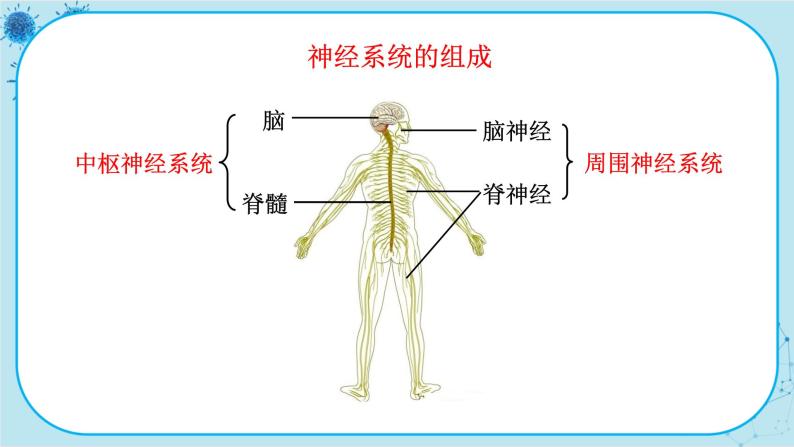 苏教版生物七下12.2.1《人体的神经调节》课件PPT+音视频素材05